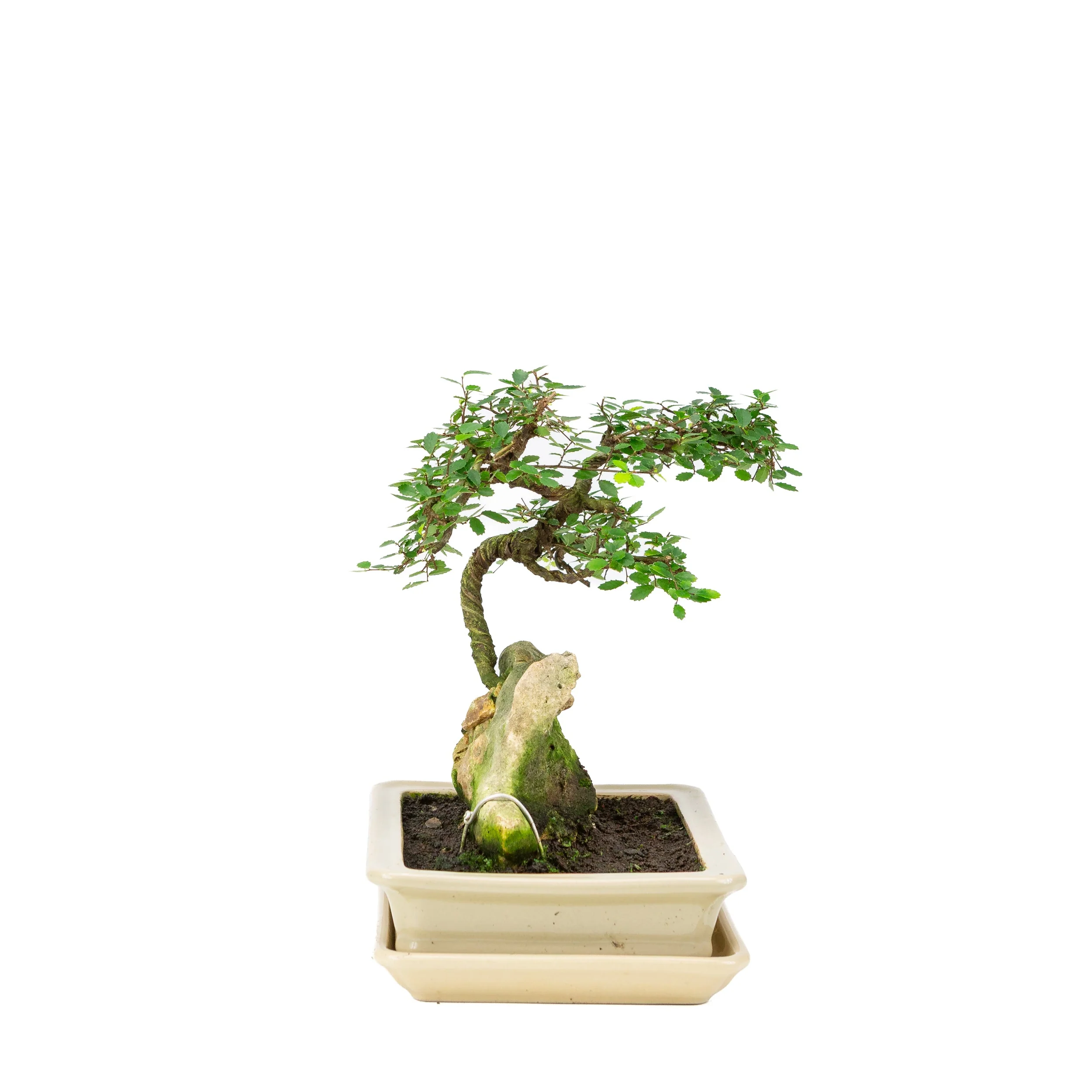 Zelkova Bonsai met steen in creme pot 21cm, hoogte ~26cm - Image 4