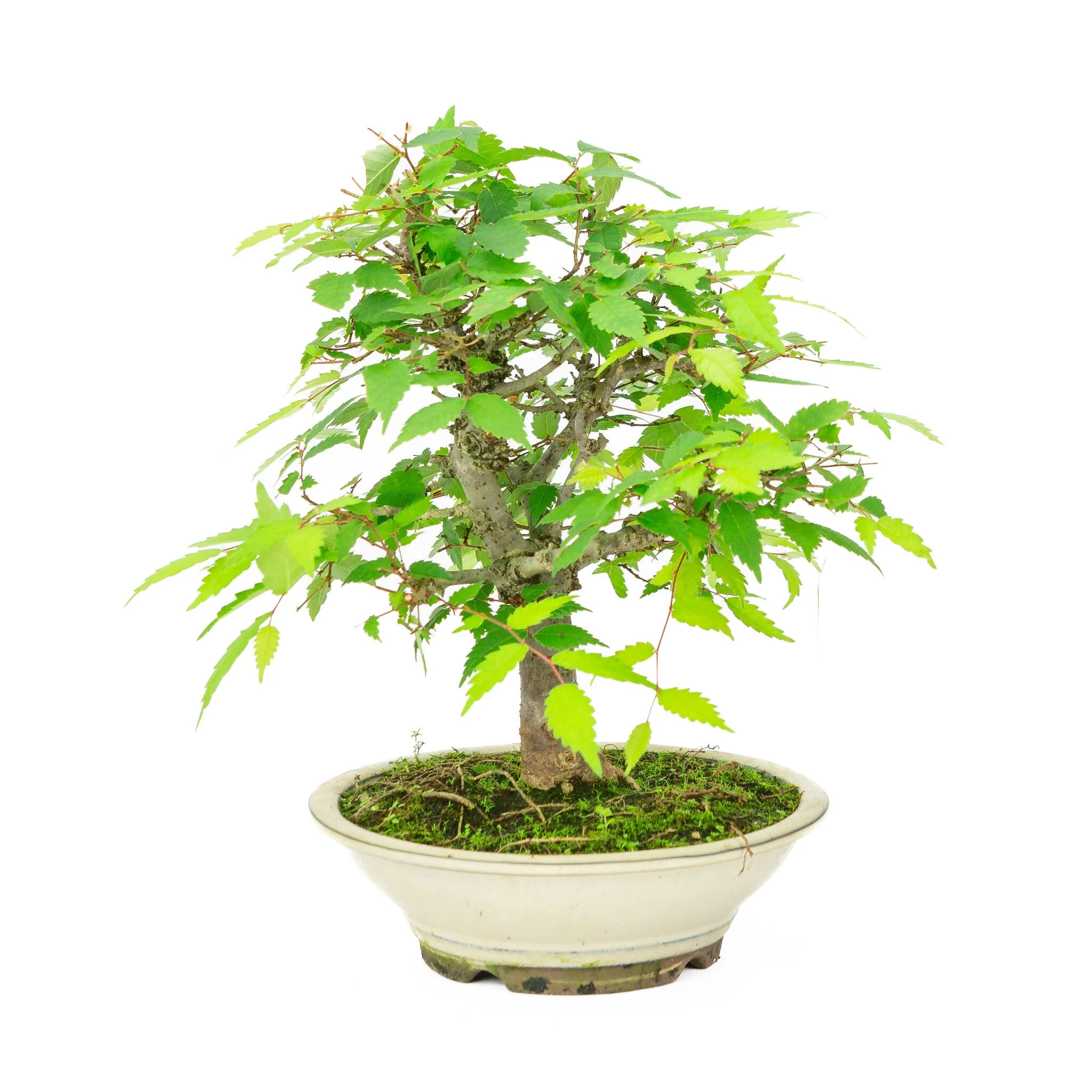 Zelkova serrata creme ronde pot 20cm, hoogte ~32cm - Image 3