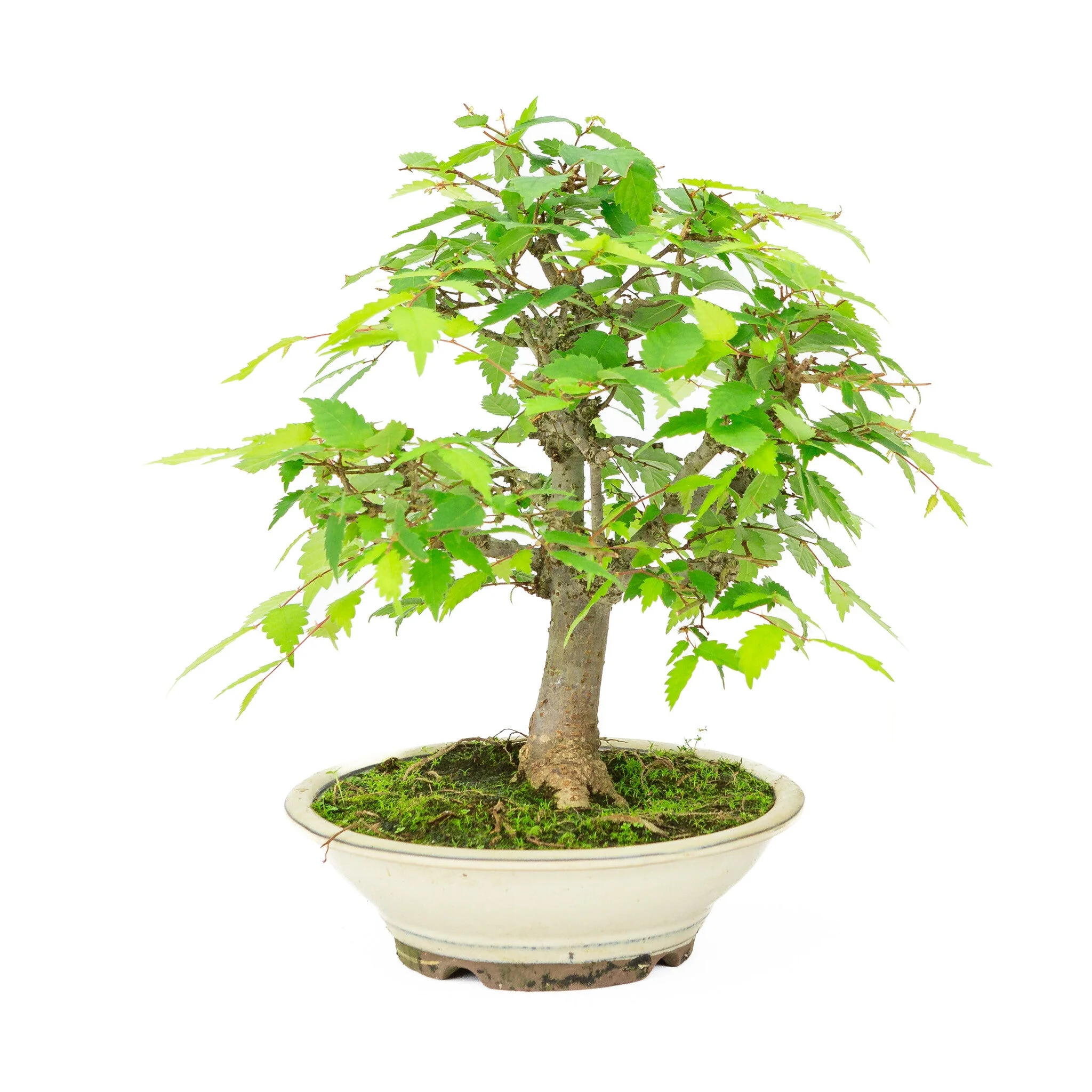 Zelkova serrata creme ronde pot 20cm, hoogte ~32cm - Image 4