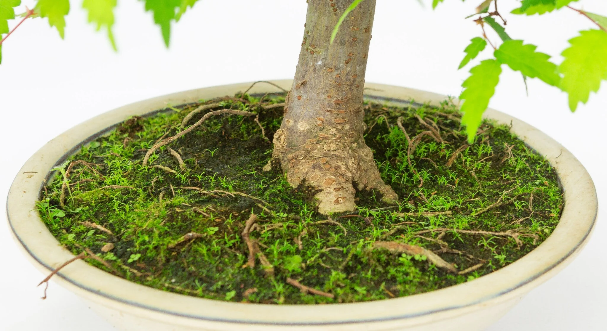 Zelkova serrata creme ronde pot 20cm, hoogte ~32cm - Image 5