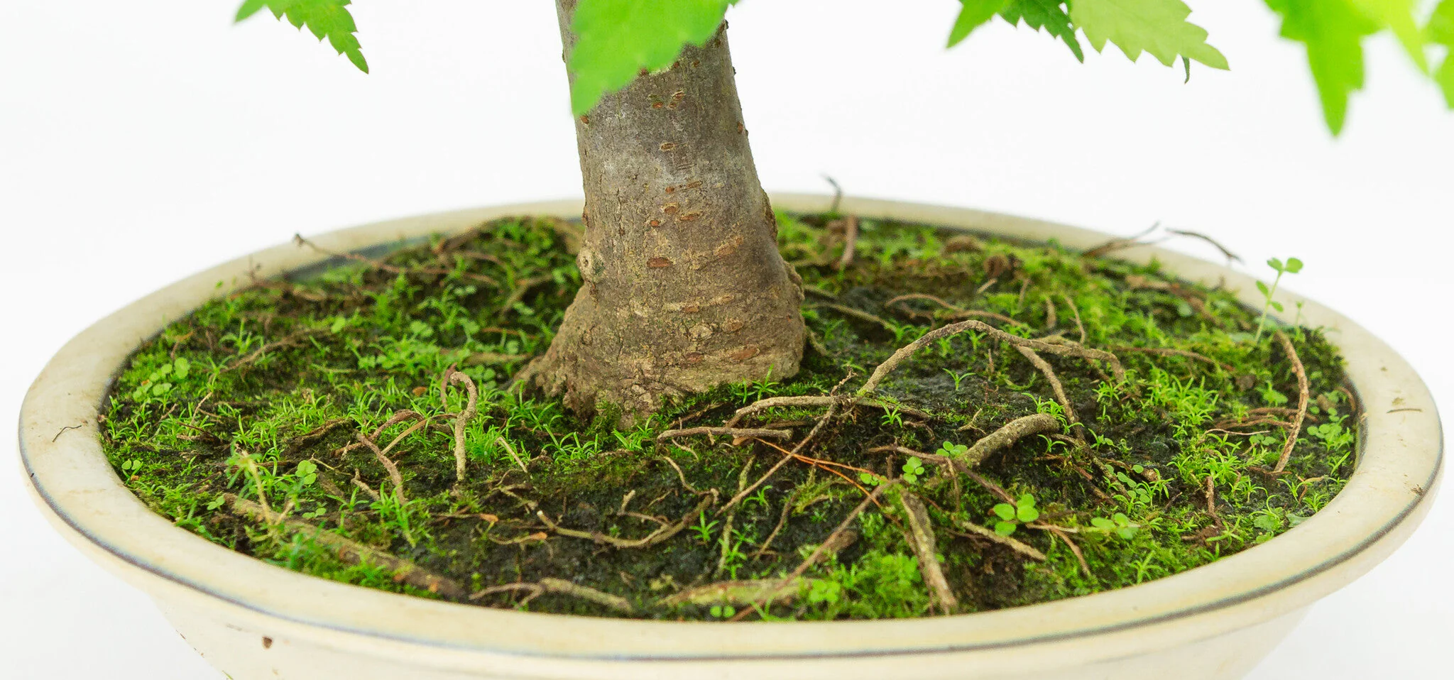 Zelkova serrata creme ronde pot 20cm, hoogte ~32cm - Image 6